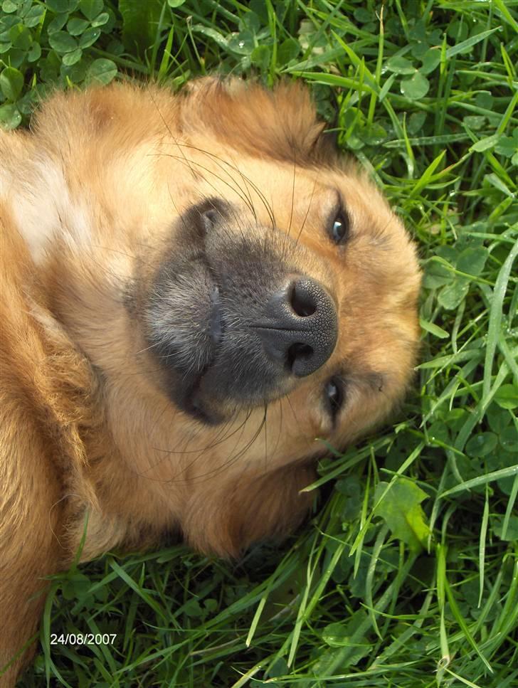 Blanding af racer Corgi billede 6