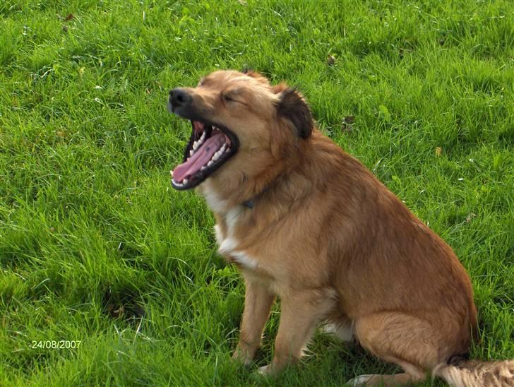 Blanding af racer Corgi billede 7