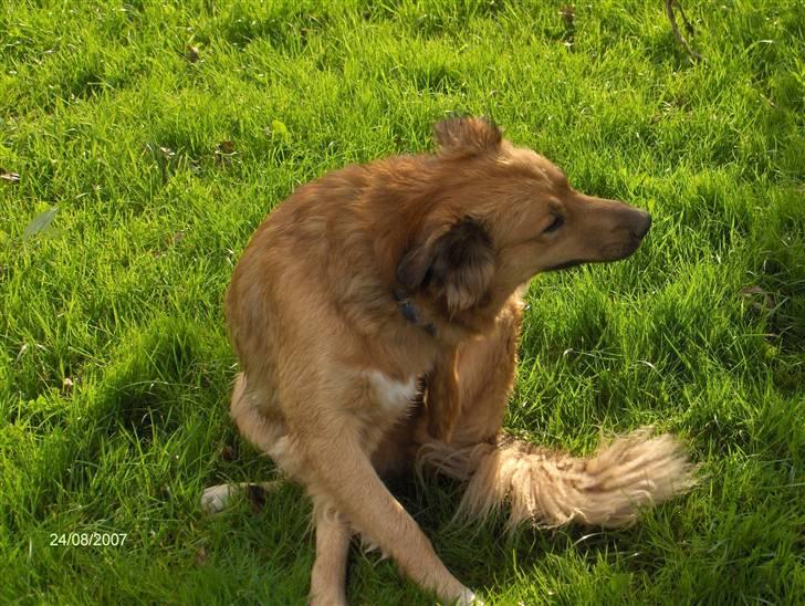 Blanding af racer Corgi billede 8