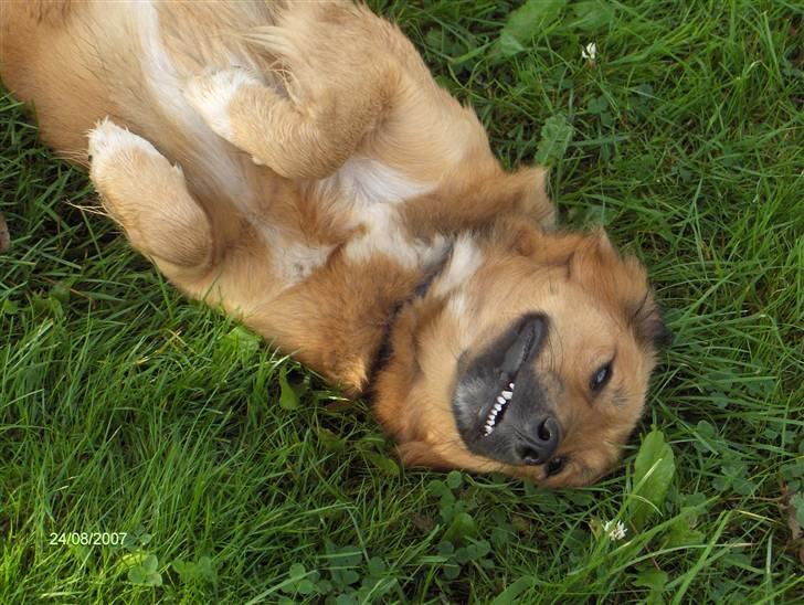 Blanding af racer Corgi billede 9