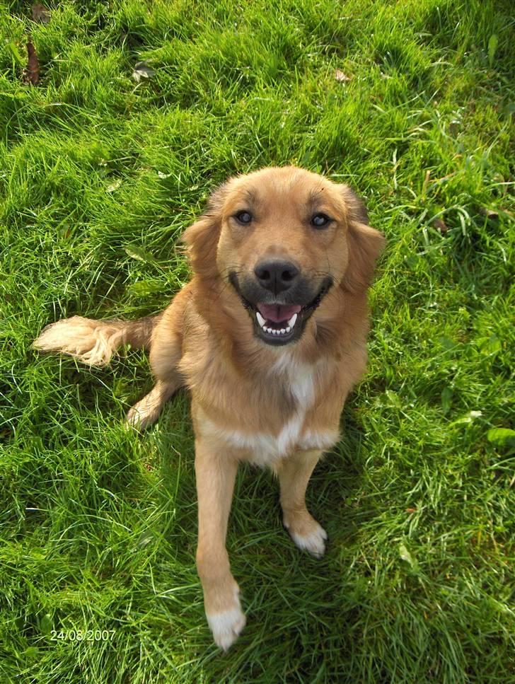 Blanding af racer Corgi billede 10