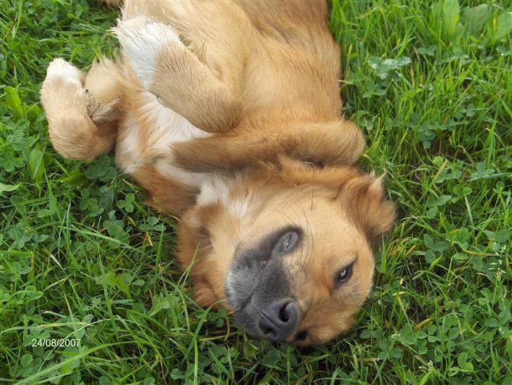 Blanding af racer Corgi billede 11