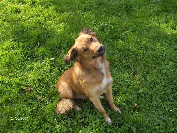 Blanding af racer Corgi billede 12