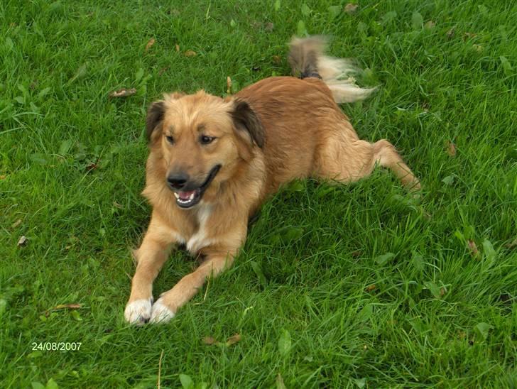 Blanding af racer Corgi billede 13