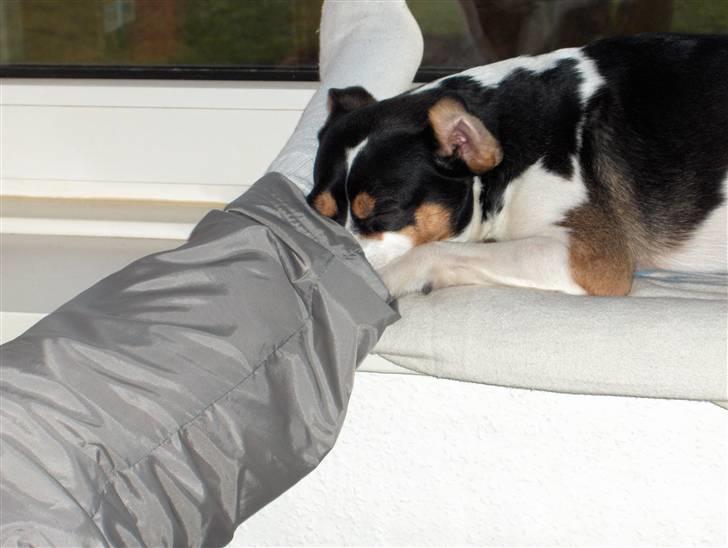 Blanding af racer Samson ('02 - '09) - Mon der lugter godt?? :-) billede 7