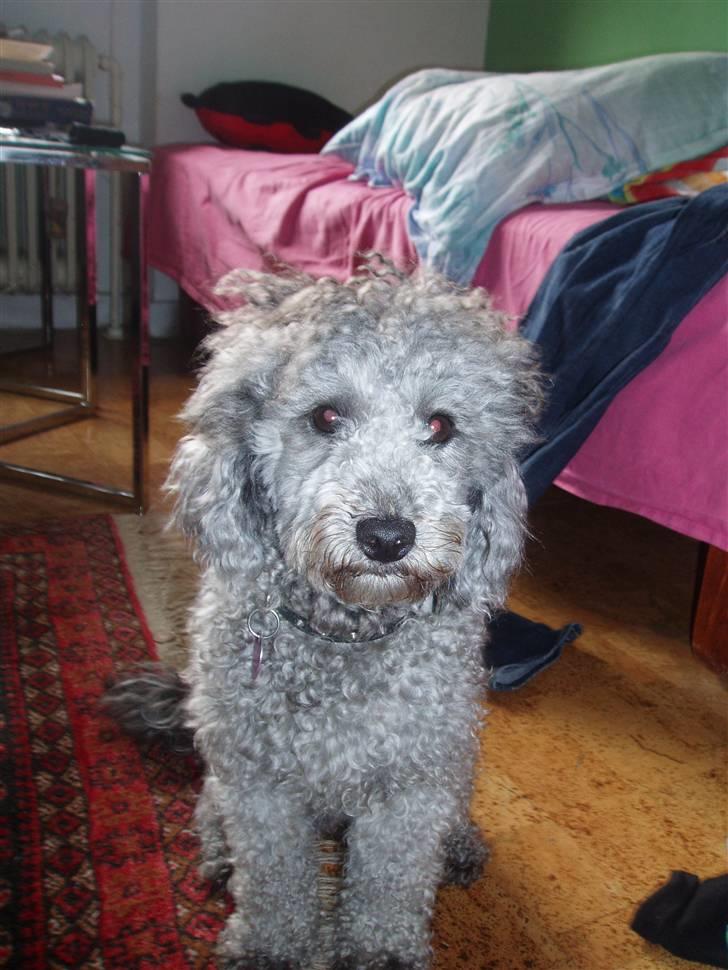 Dværgpuddel Soffi - her sidder jeg altså :) billede 6