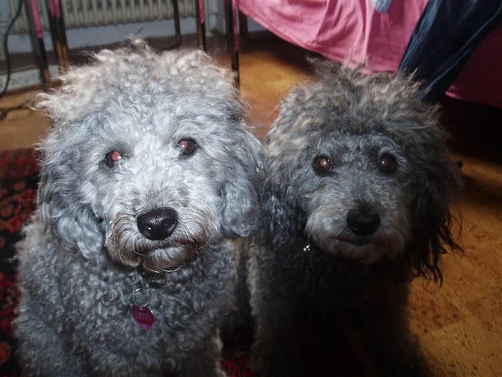 Dværgpuddel Soffi - her er jeg med min mor billede 7