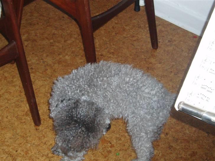 Dværgpuddel Soffi - man kan godt blive lidt træt af alt det foktografering billede 8