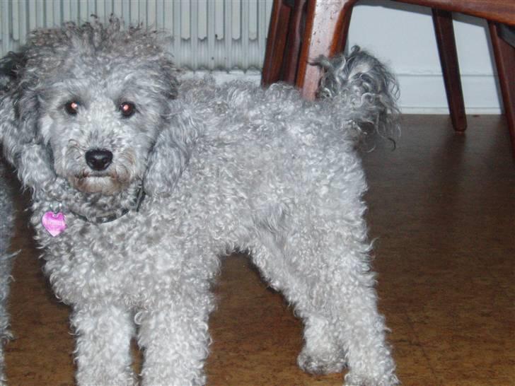 Dværgpuddel Soffi - halløjsa =) billede 9