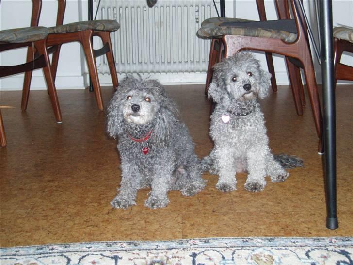 Dværgpuddel Soffi - her sidder mig og min mor pænt og venter billede 10