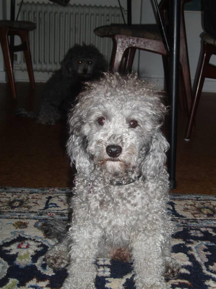 Dværgpuddel Soffi - ja, jeg er en lille nutsi billede 11