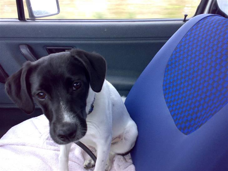 Dansk svensk gaardhund Chicco - på vej til hundetræning billede 13