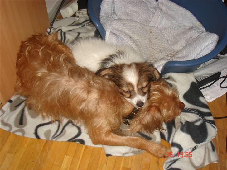 Blanding af racer bel (solgt) - ikke op nu moar. billede 2