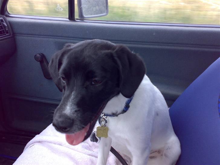 Dansk svensk gaardhund Chicco - på vej til hundetræning billede 14