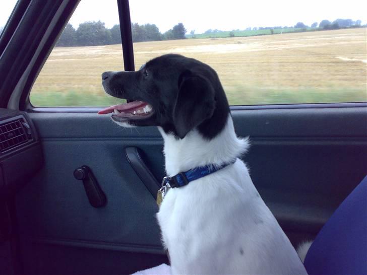 Dansk svensk gaardhund Chicco - iiih hvor jeg dog nyder turen billede 15