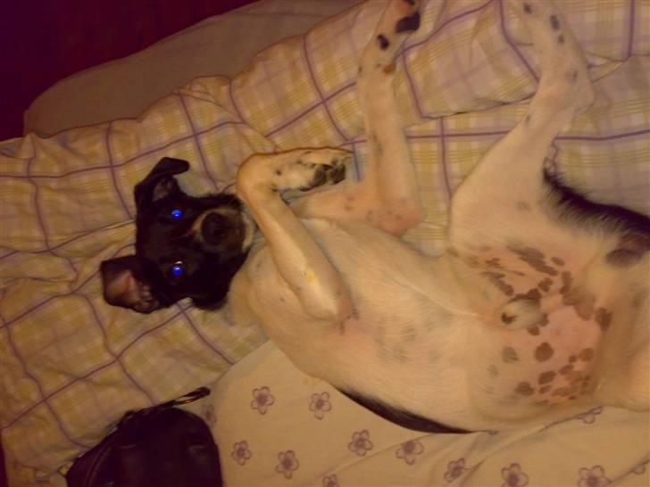 Dansk svensk gaardhund Chicco billede 16