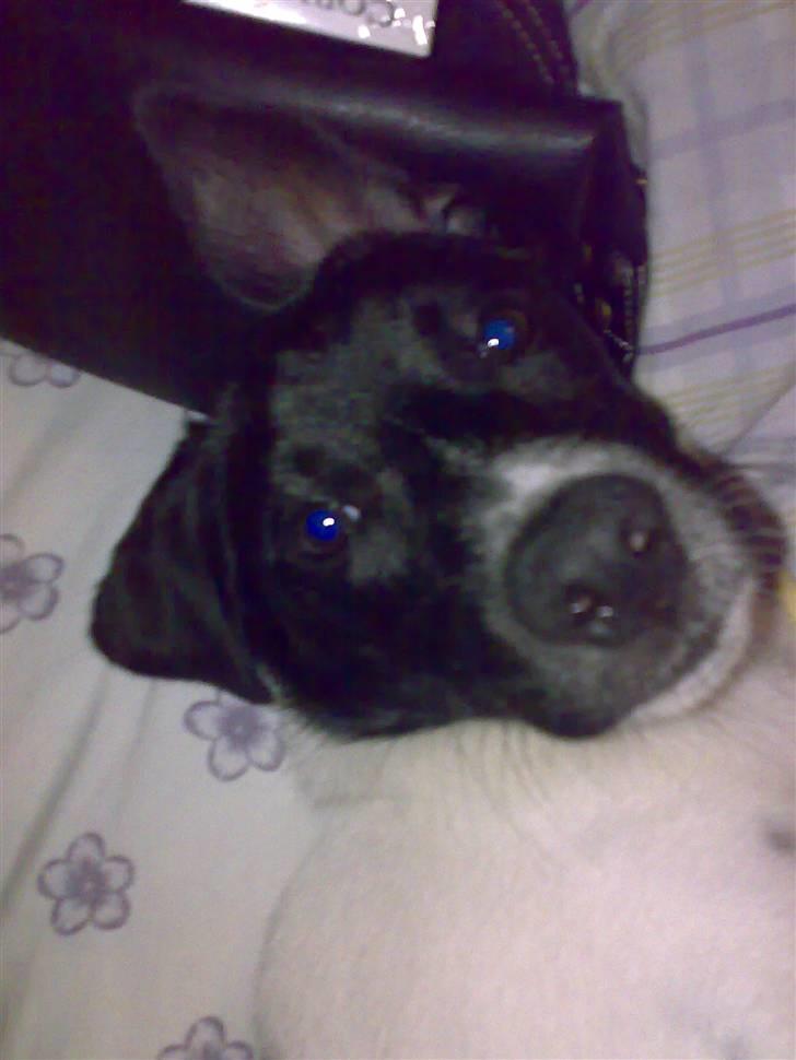 Dansk svensk gaardhund Chicco billede 17