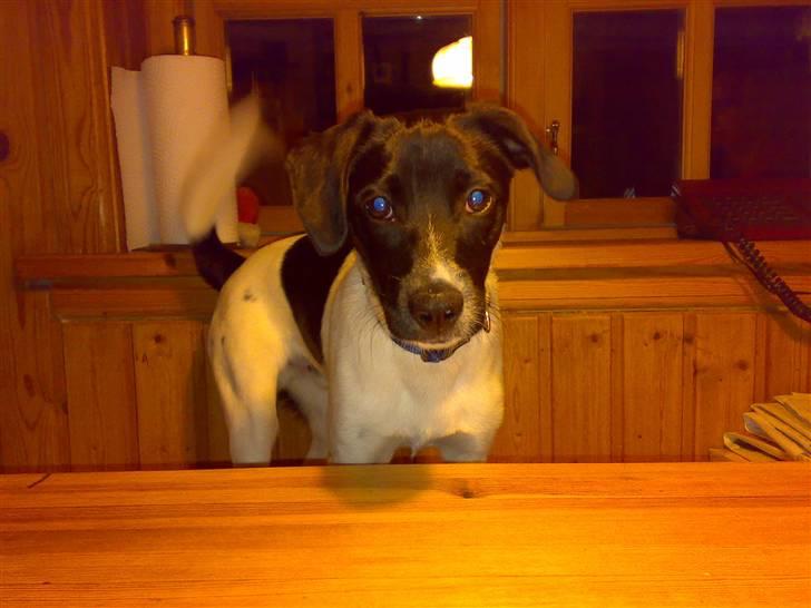 Dansk svensk gaardhund Chicco billede 18