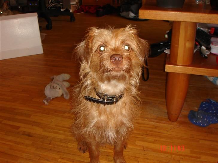 Blanding af racer bel (solgt) - er jeg fin nok billede 3