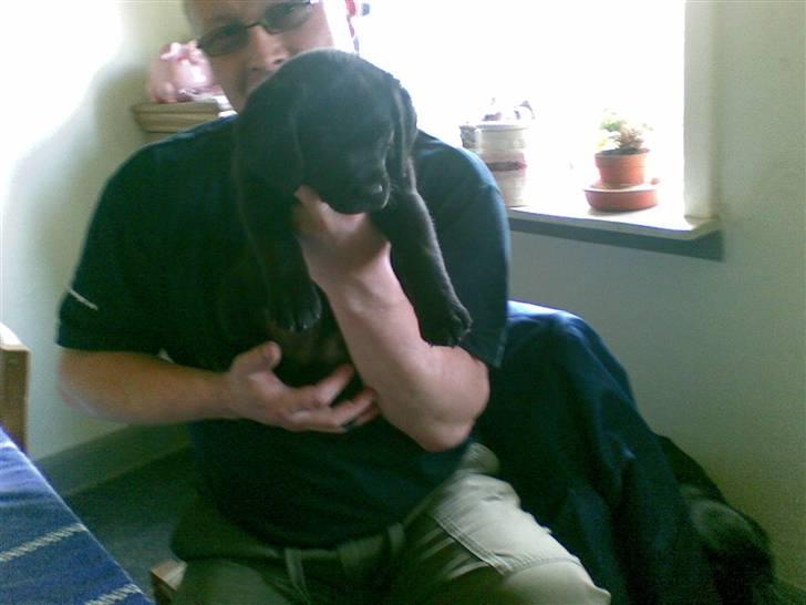 Labrador retriever Trunte * passede/min* - ja far holder lige mit hovede skal jo benytte friheden til at slappe af   billede 6