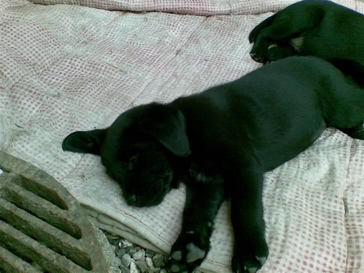 Labrador retriever Trunte * passede/min* - at spille død er smart for at nare fjenden og det er jeg god til hehe billede 7