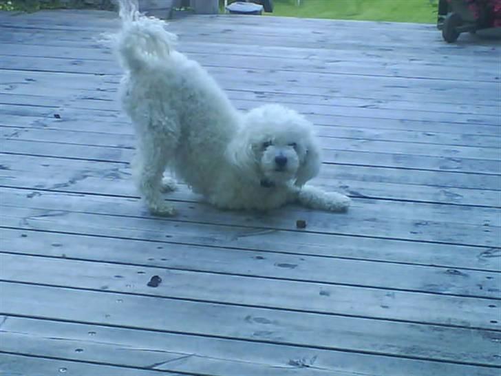 Dværgpuddel Lady - <3 billede 6