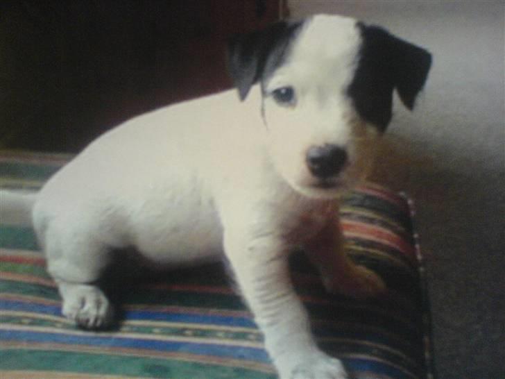 Jack russell terrier Laika billede 1