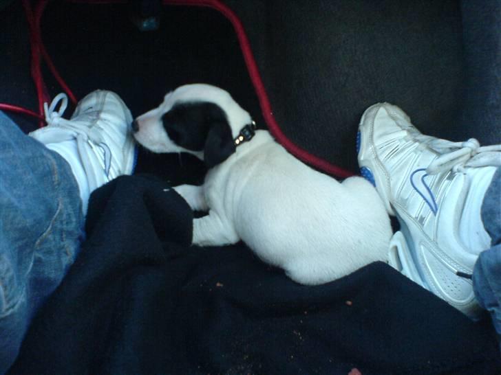 Jack russell terrier Laika billede 2