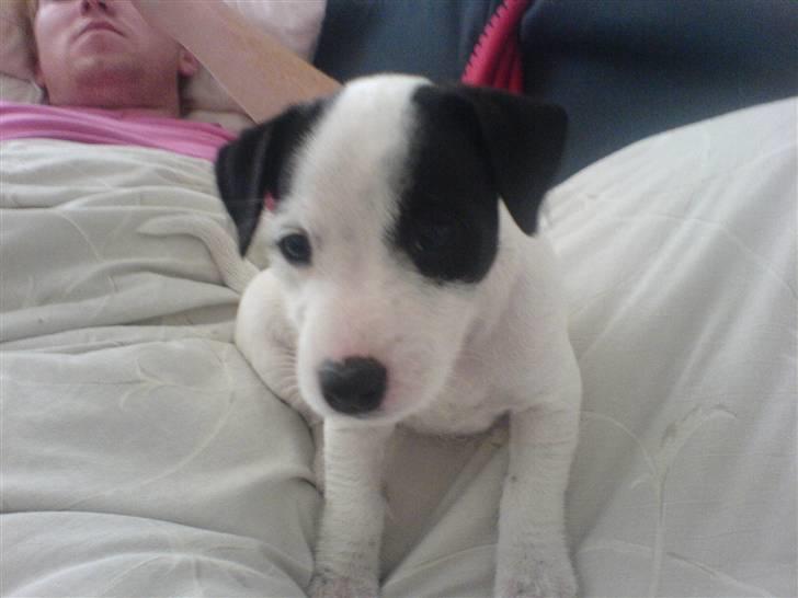 Jack russell terrier Laika billede 3