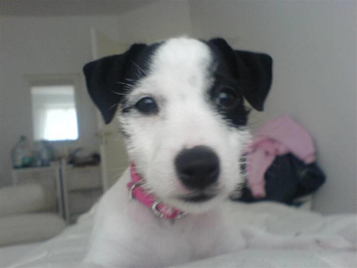 Jack russell terrier Laika billede 4