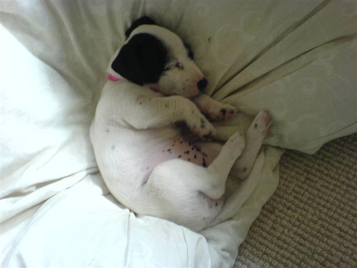 Jack russell terrier Laika billede 5