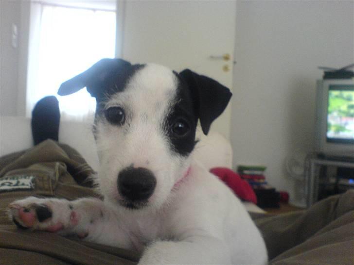 Jack russell terrier Laika billede 6