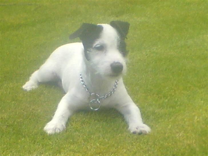 Jack russell terrier Laika billede 7