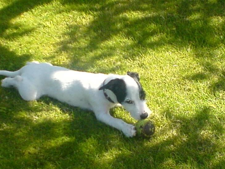 Jack russell terrier Laika billede 8