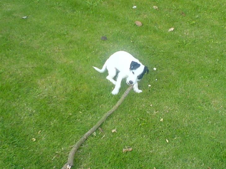 Jack russell terrier Laika billede 9