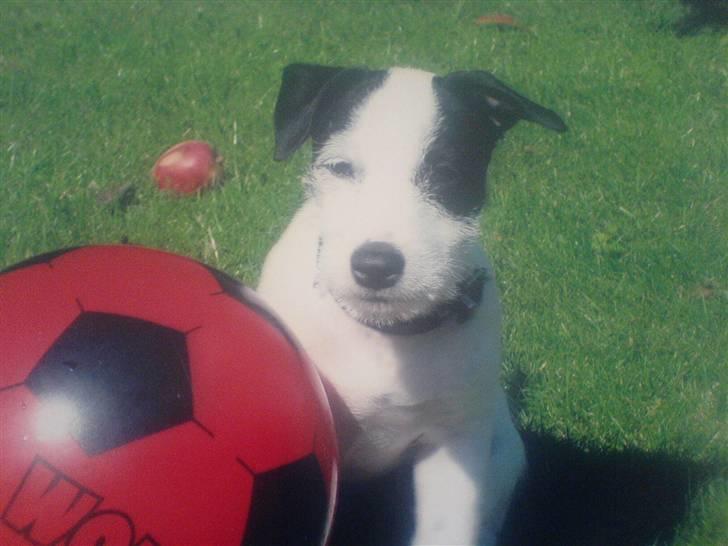 Jack russell terrier Laika billede 10