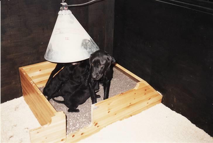 Labrador retriever bella <3<3død£>£> tud tud - det er balla´s mor og søsken.. billede 11