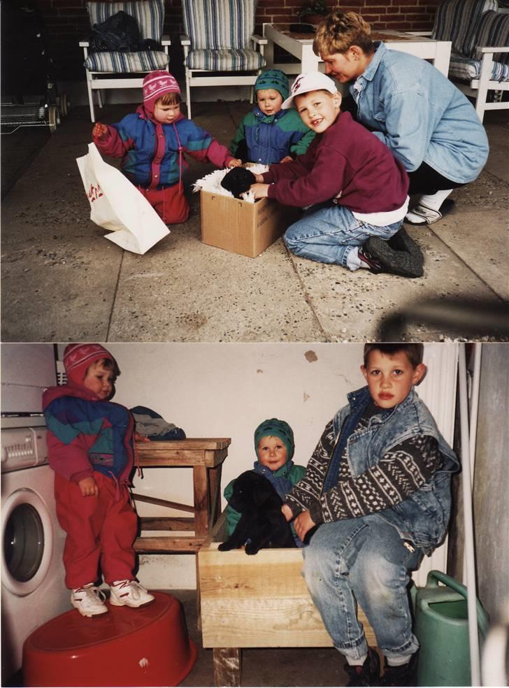 Labrador retriever bella <3<3død£>£> tud tud - den gang hun kom hjem til os..for ca 13 aå siden.. billede 12