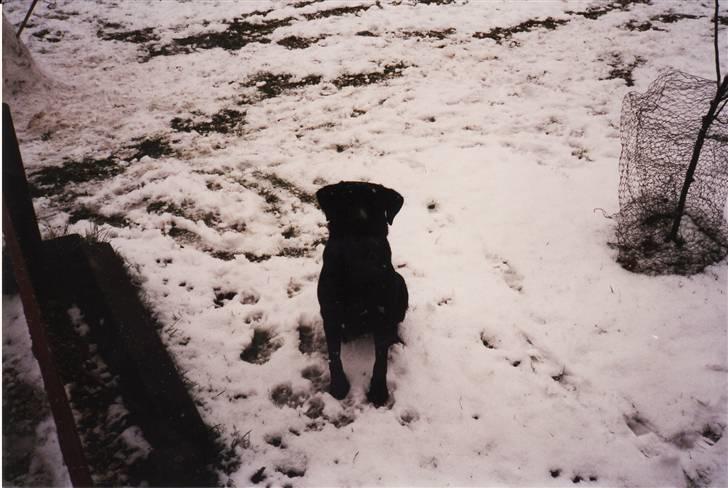 Labrador retriever bella <3<3død£>£> tud tud - i sne..gammel billede.. billede 13