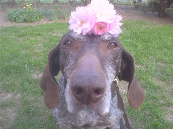 Korthåret hønsehund Betty  R.I.P<3 billede 12