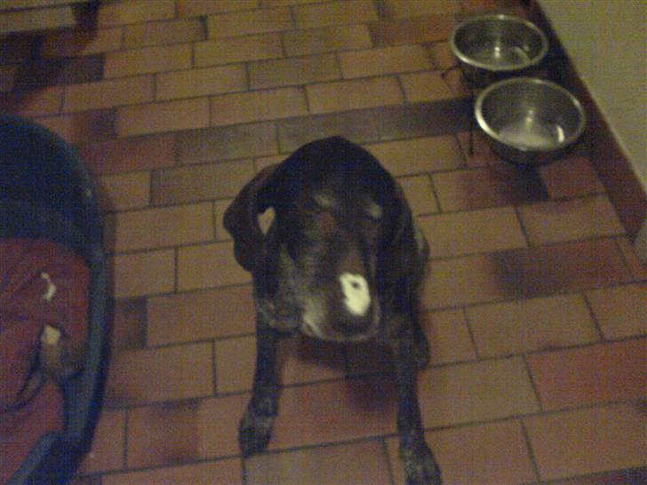 Korthåret hønsehund Betty  R.I.P<3 - Betty har vist fået lidt for meget flødeskum ;b billede 13