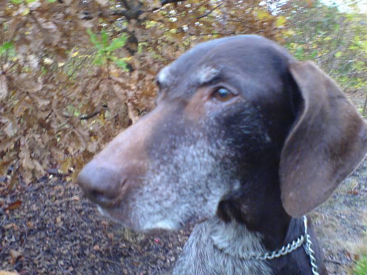 Korthåret hønsehund Betty  R.I.P<3 billede 14