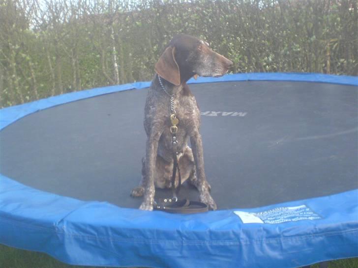 Korthåret hønsehund Betty  R.I.P<3 billede 15