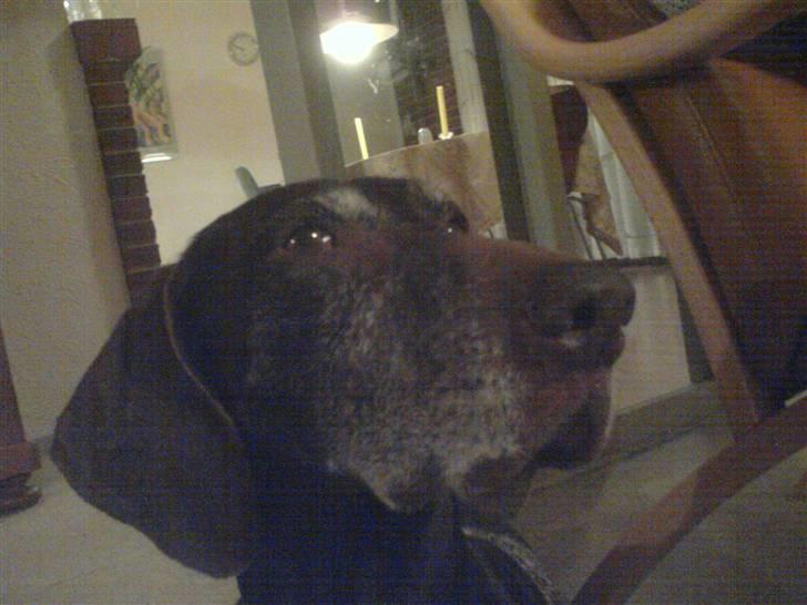 Korthåret hønsehund Betty  R.I.P<3 billede 16