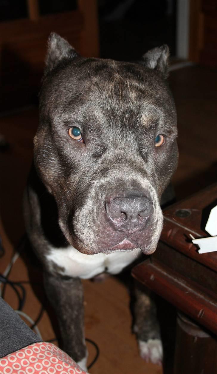 Amerikansk staffordshire terrier Kenzo -  R.I.P billede 16