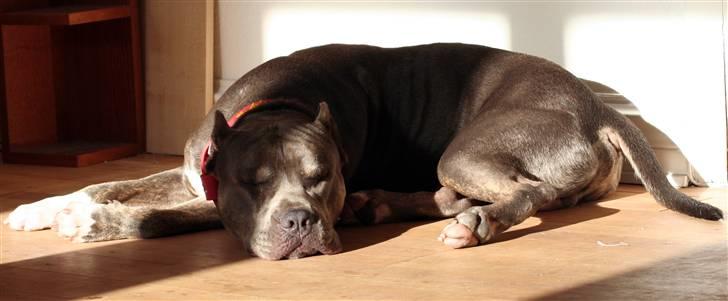 Amerikansk staffordshire terrier Kenzo -  R.I.P billede 17