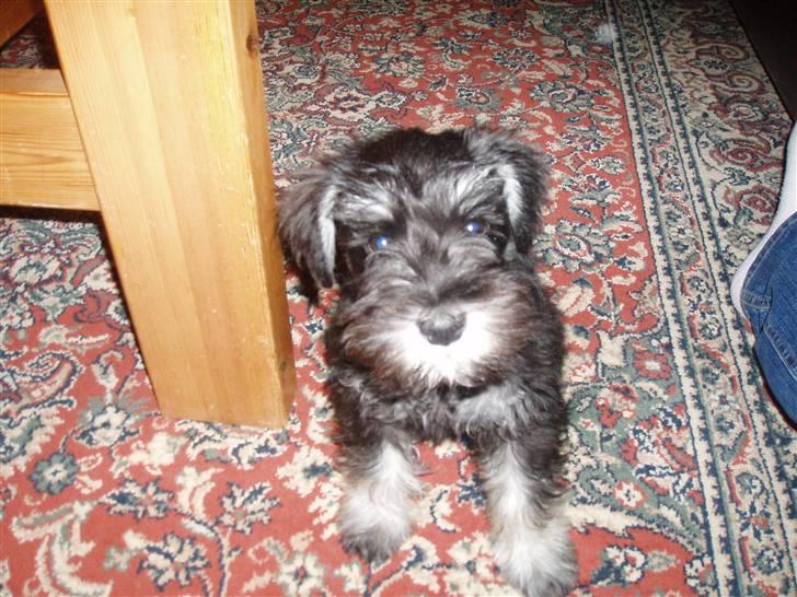 Dvaergschnauzer *Hr. Albert* billede 17