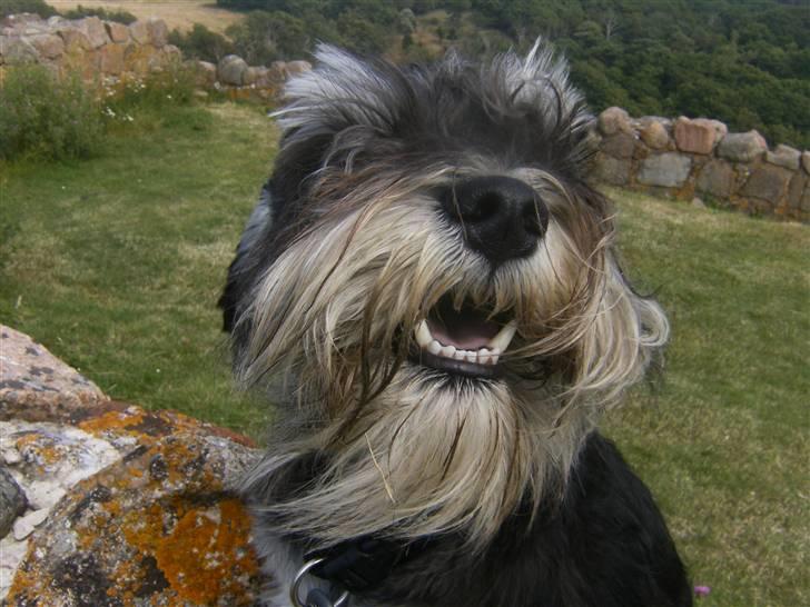 Dvaergschnauzer *Hr. Albert* billede 18
