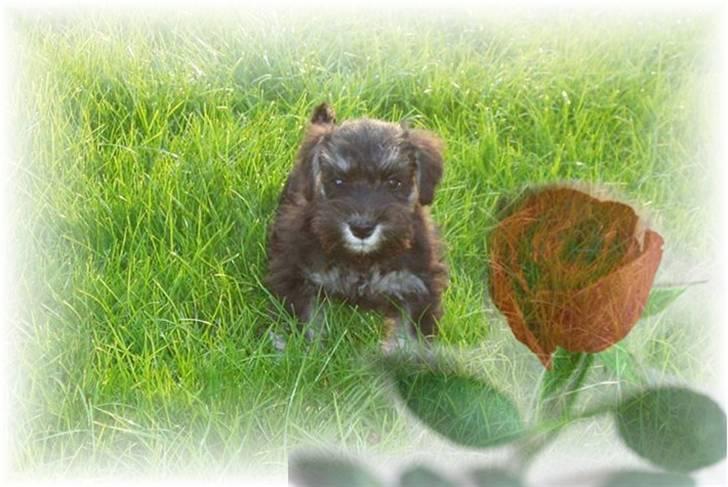 Dvaergschnauzer *Hr. Albert* - ser jeg ikke dejlig fræk ud ? :) billede 19