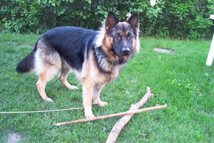 Schæferhund Cæzar ( Død ) billede 1
